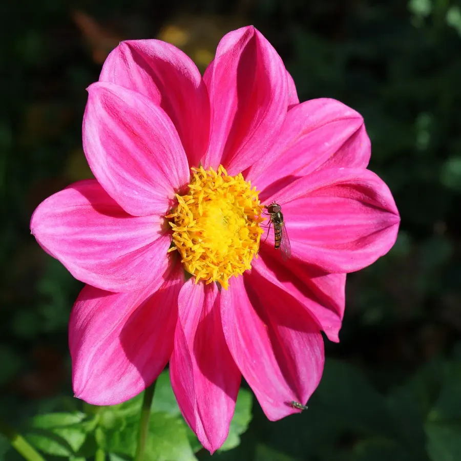La carte Dahlia
