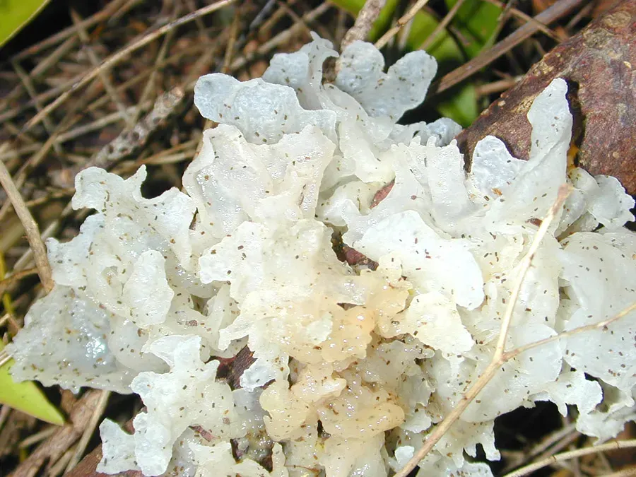 The Tremella fuciformis card
