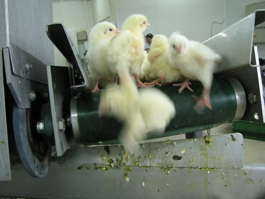 The Chick culling card
