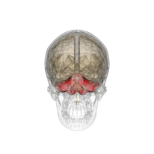 The Cerebellum card