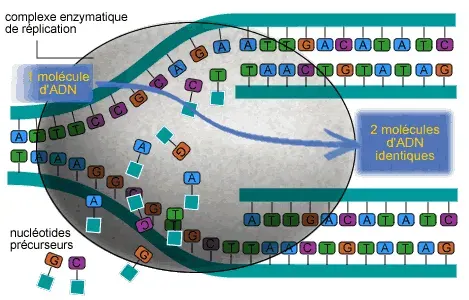 La carte Réplication de l'ADN