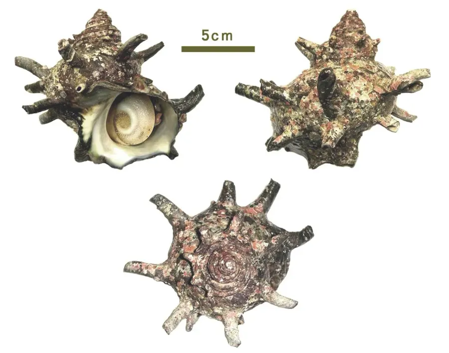 La carte Turbinidae