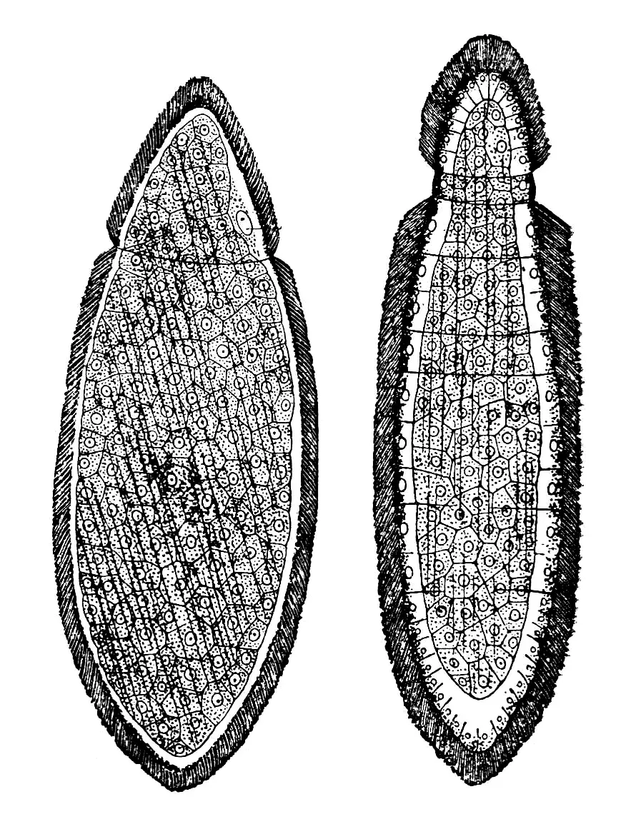 La carte Orthonectida