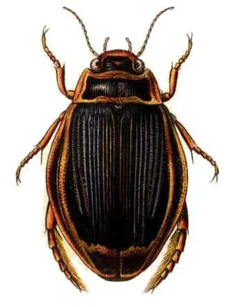 The Adephaga card