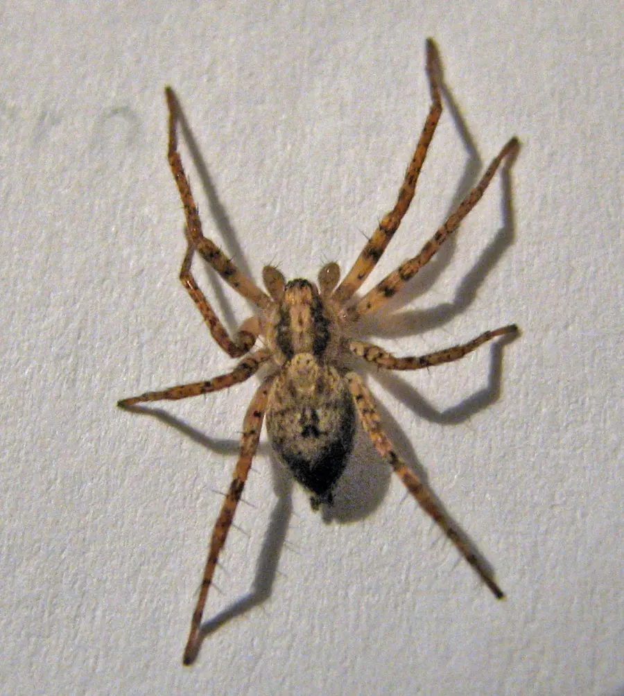The Anyphaena accentuata card