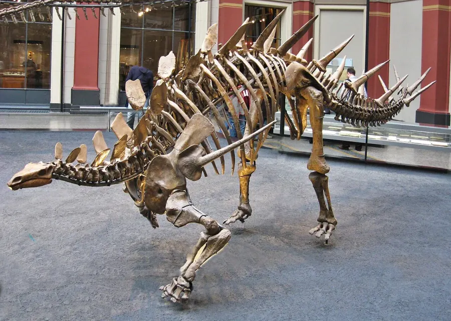 The Kentrosaurus card
