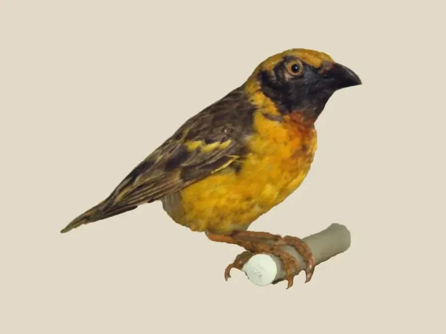 The Fox's weaver card