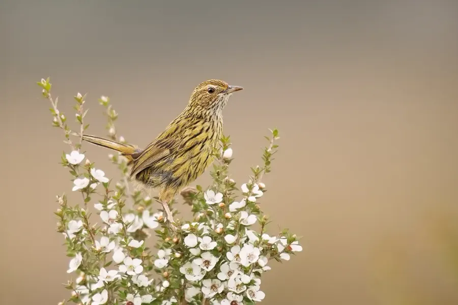 The Striated fieldwren card