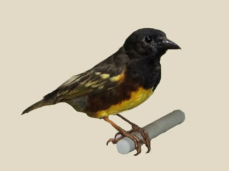 The Weyns's weaver card