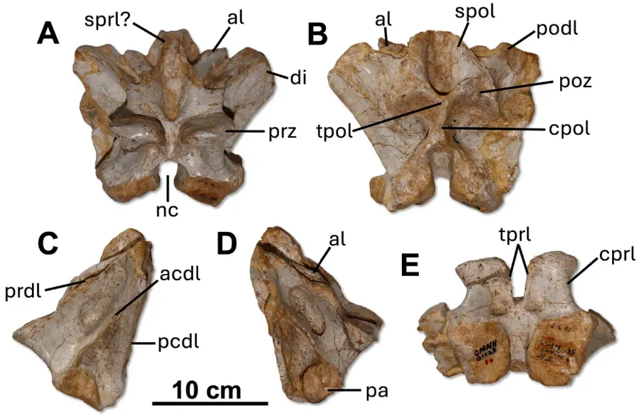 La carte Saurophaganax