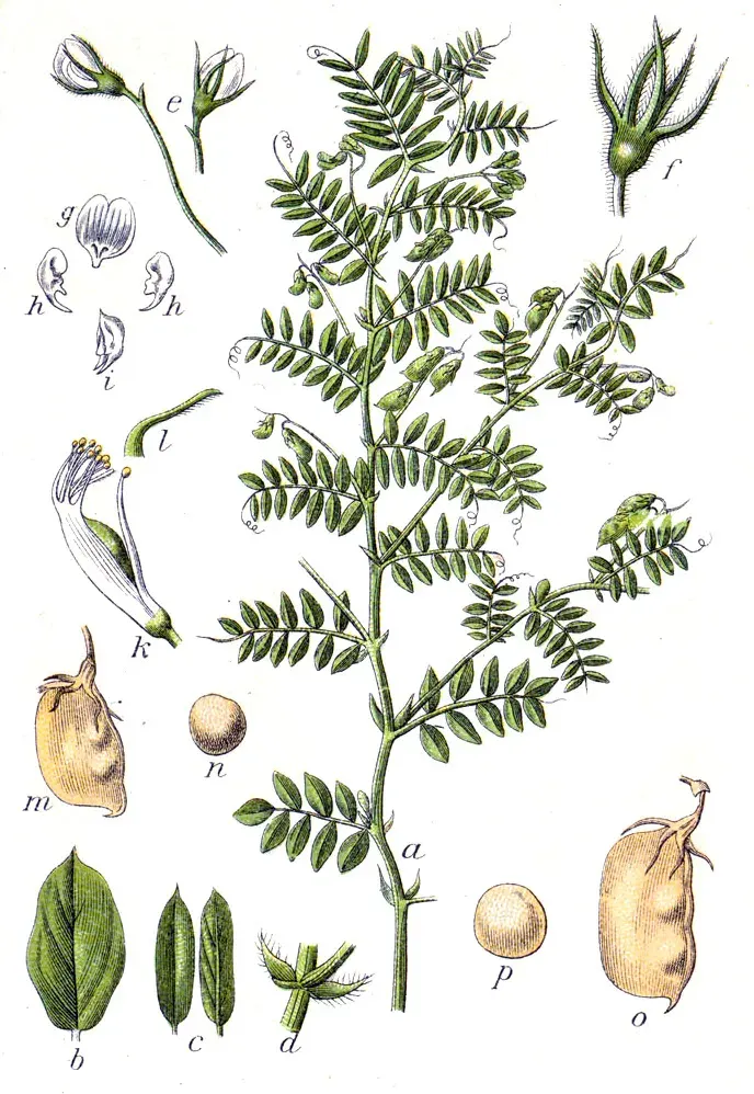 La carte Lentille cultivée