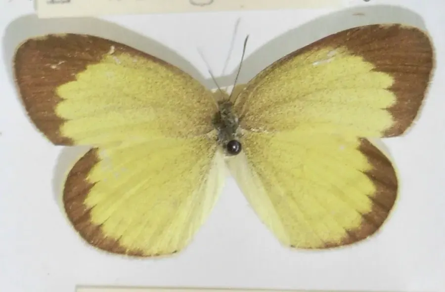 La carte Eurema brigitta
