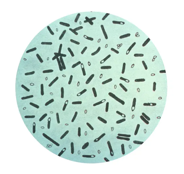La carte Clostridium botulinum