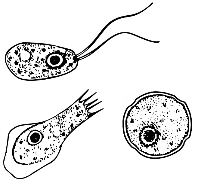 La carte Naegleria fowleri