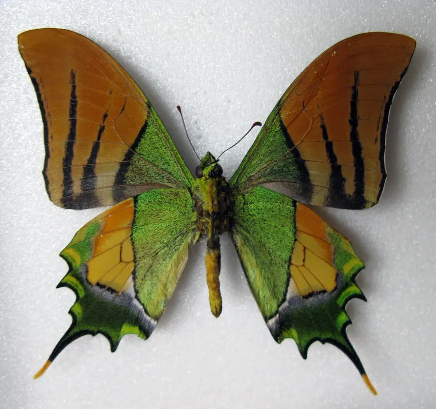 La carte Teinopalpus imperialis