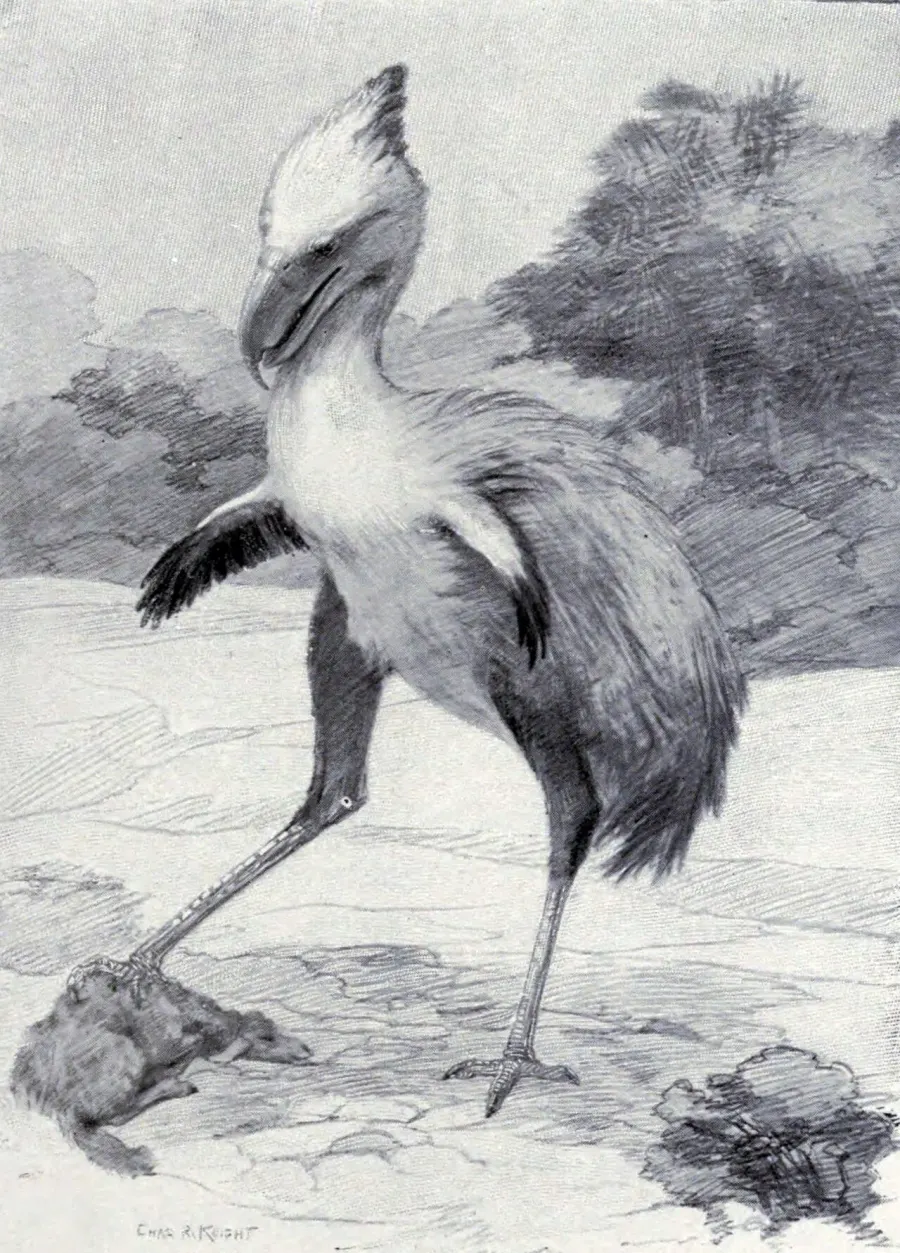 La carte Phorusrhacos