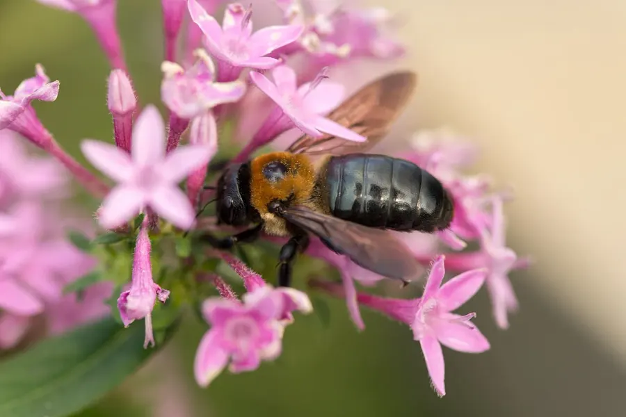 The Megachile sculpturalis card