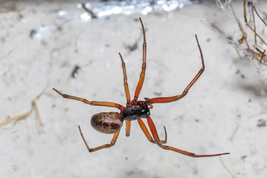 The Steatoda nobilis card