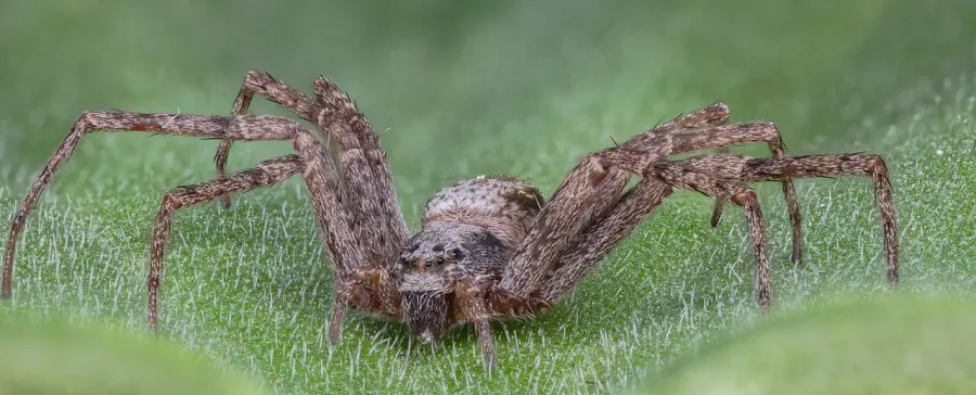 La carte Philodromus aureolus