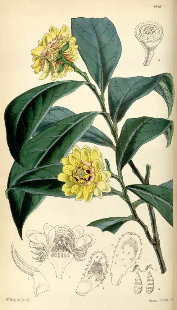 The Eupomatiaceae card