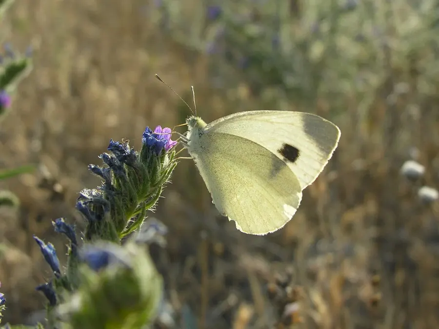 The Pieris mannii card