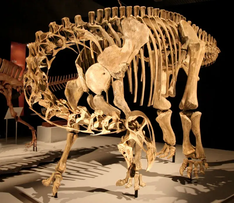 La carte Nigersaurus