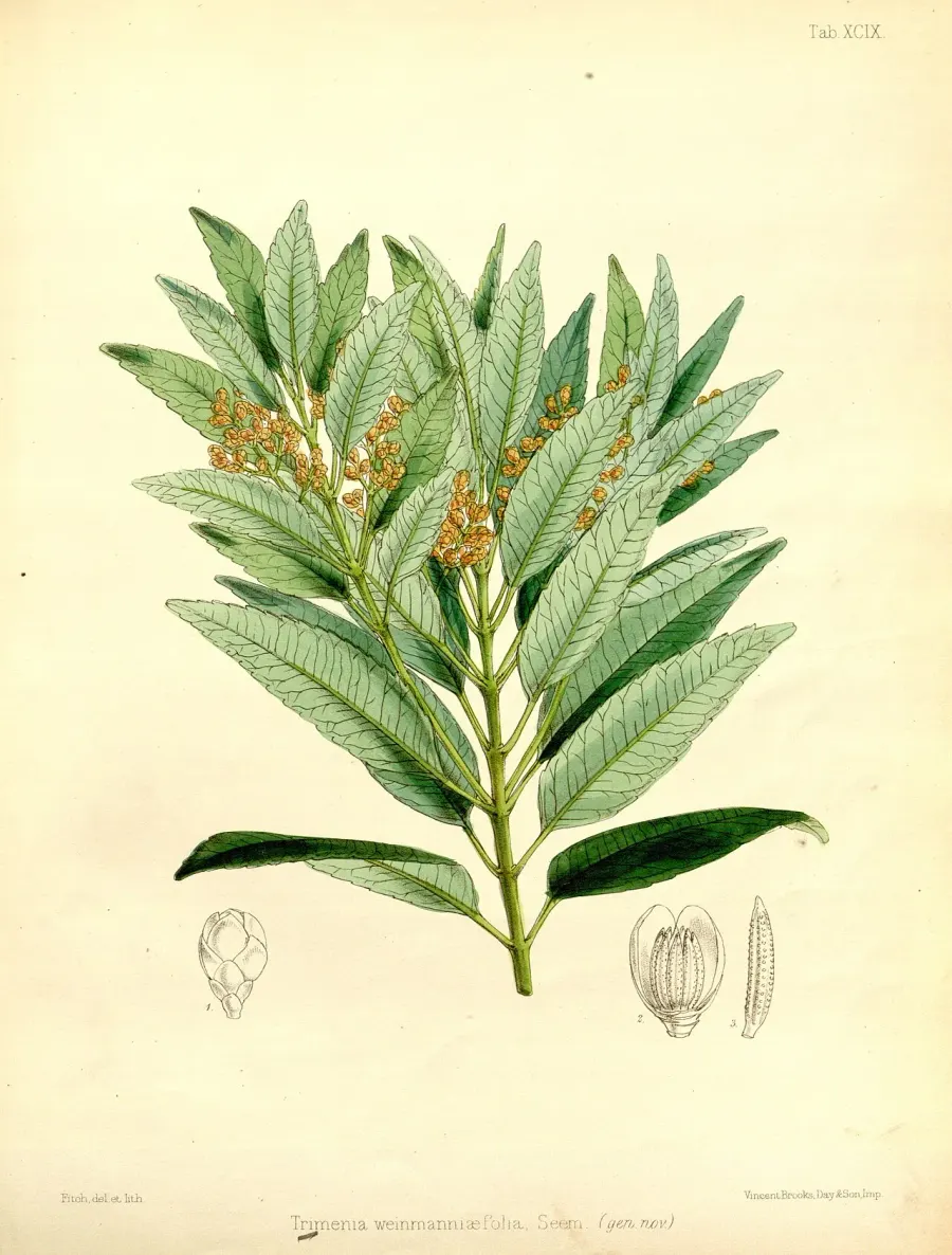 La carte Trimeniaceae