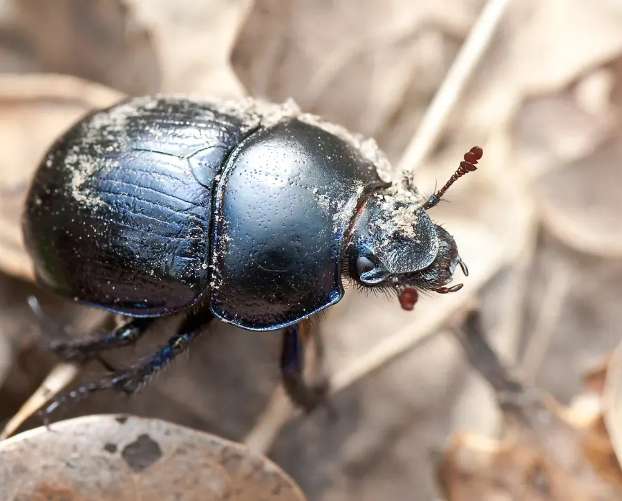 The Anoplotrupes stercorosus card