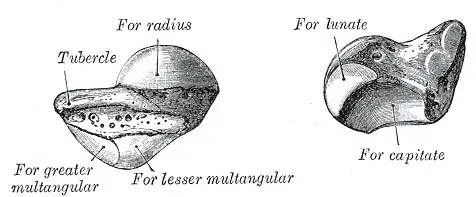 La carte Os scaphoïde