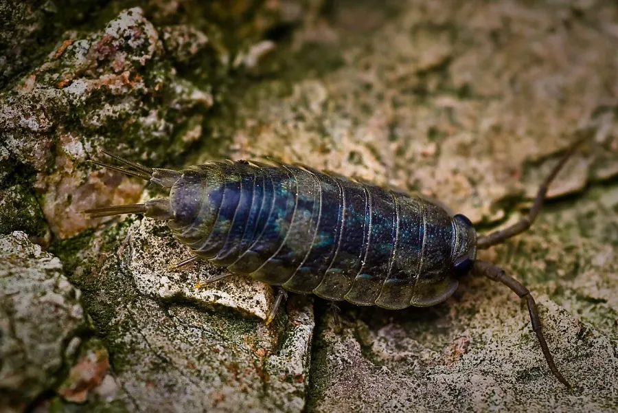 La carte Ligiidae