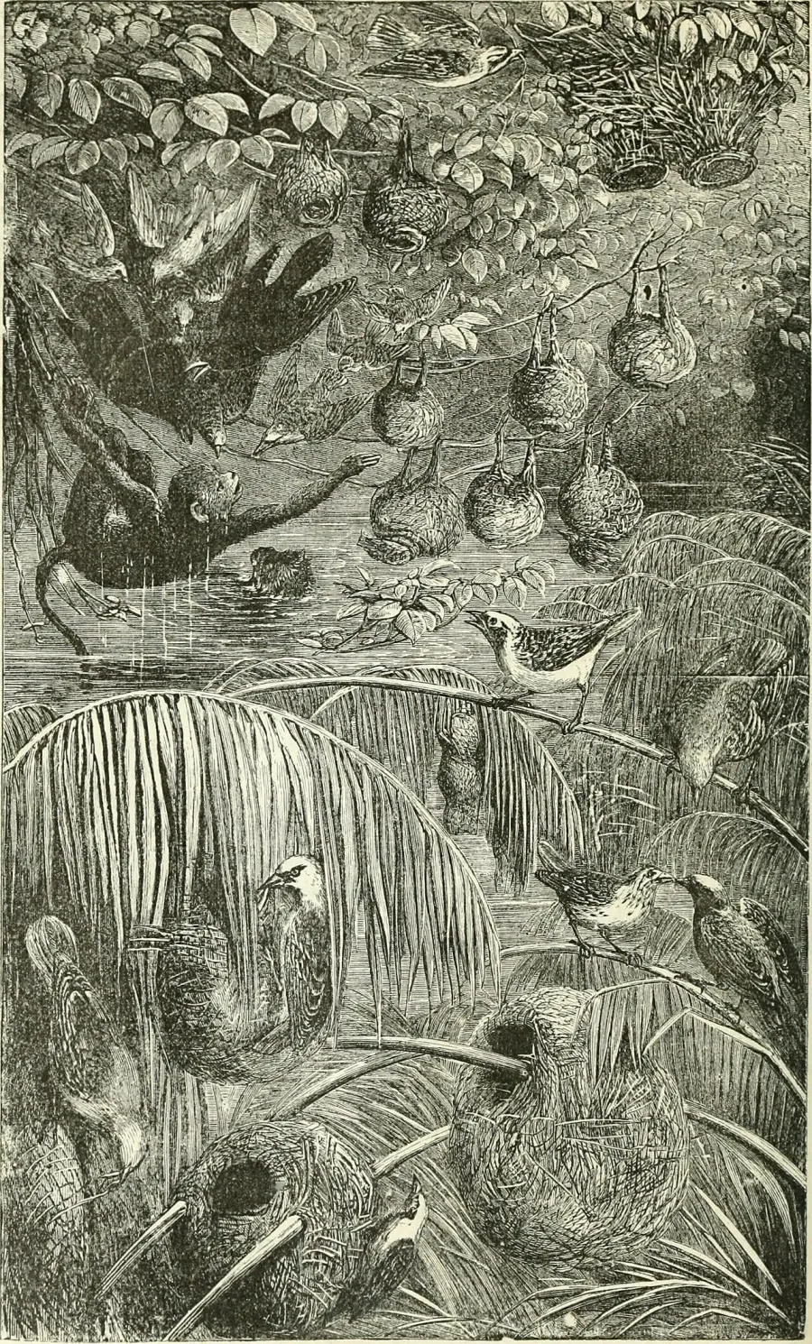 The Yellow-capped weaver card