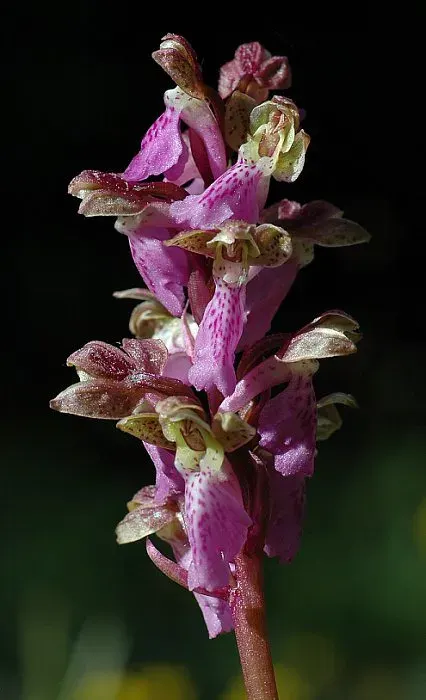 La carte Orchis spitzelii