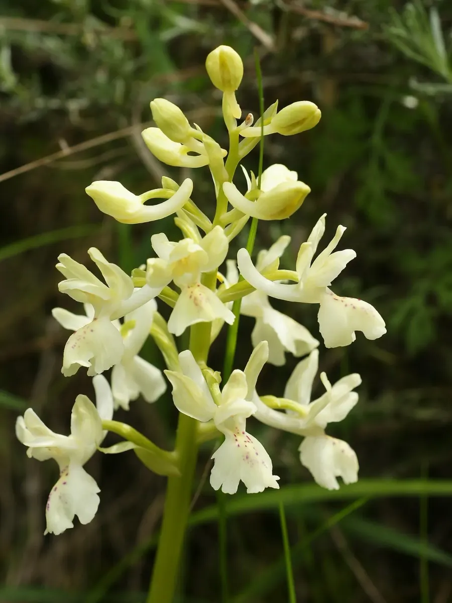The Orchis provincialis card