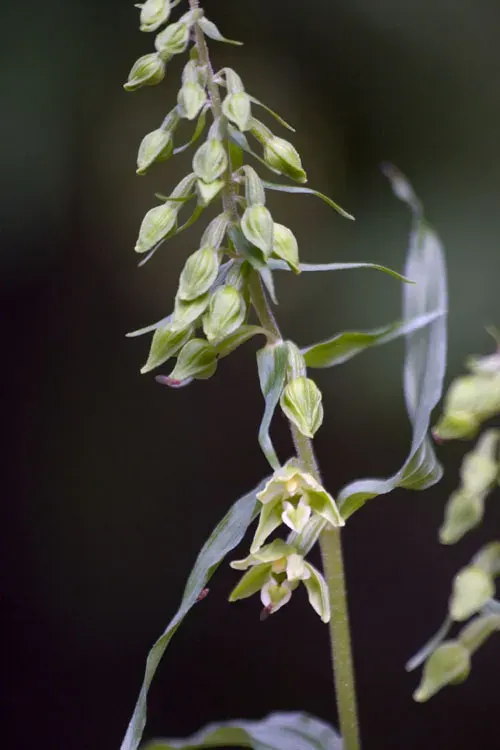 La carte Epipactis phyllanthes
