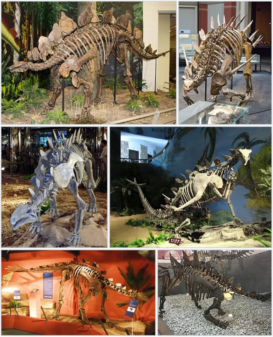 La carte Stegosauria