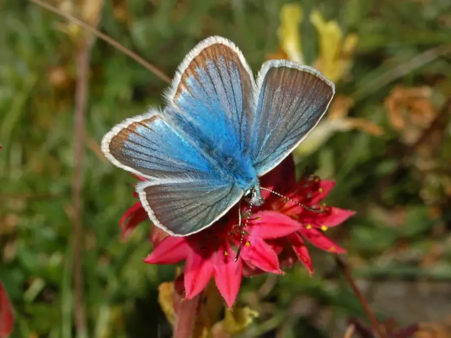 The Polyommatus damon card