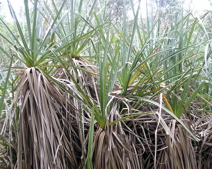La carte Thurniaceae