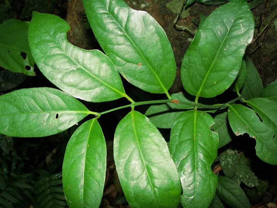 La carte Austrobaileya scandens