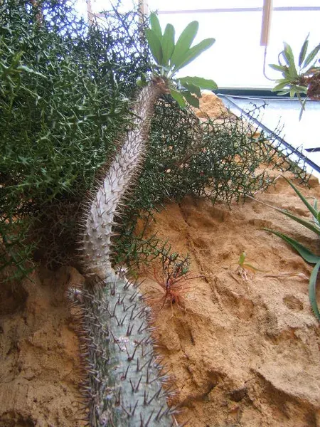 La carte Pachypodium