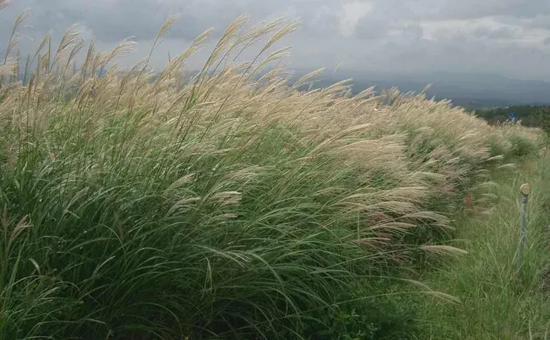 La carte Miscanthus