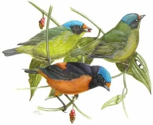 The Hispaniolan euphonia card