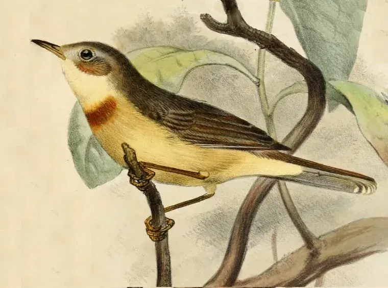 The Burnt-necked eremomela card