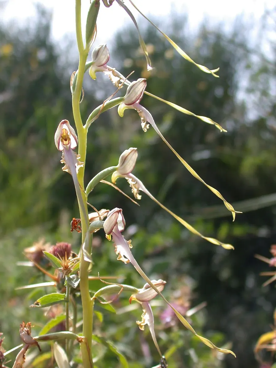 La carte Himantoglossum caprinum
