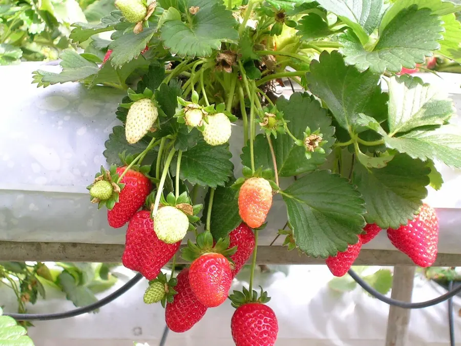 The Strawberry card