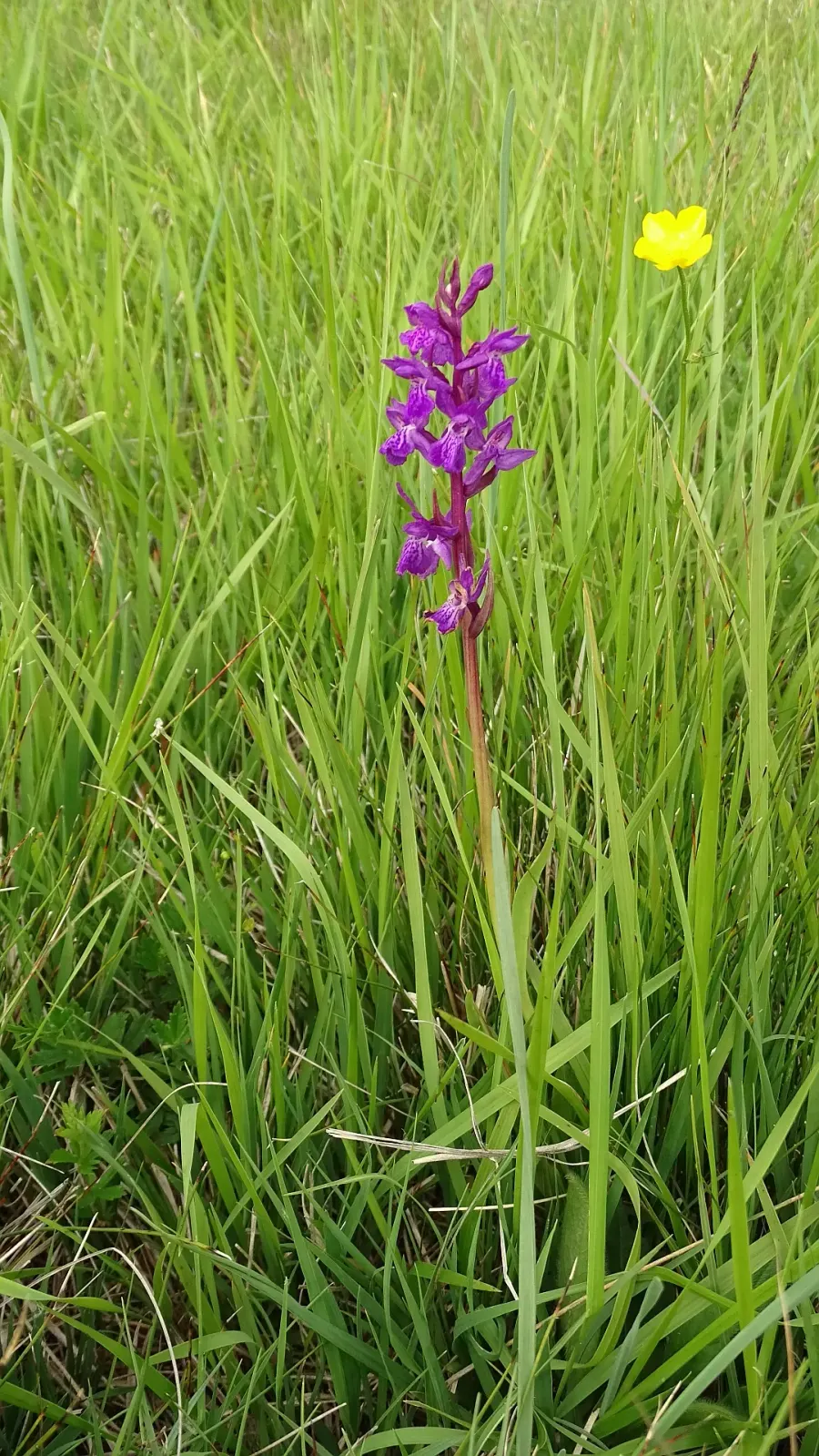 La carte Orchis de Traunsteiner