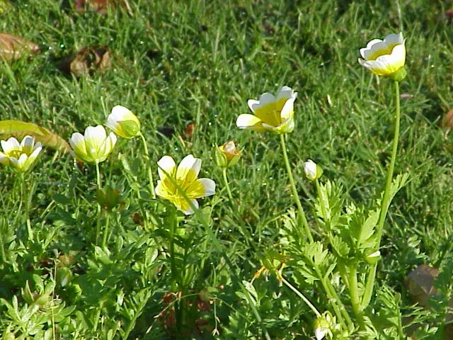 La carte Limnanthaceae