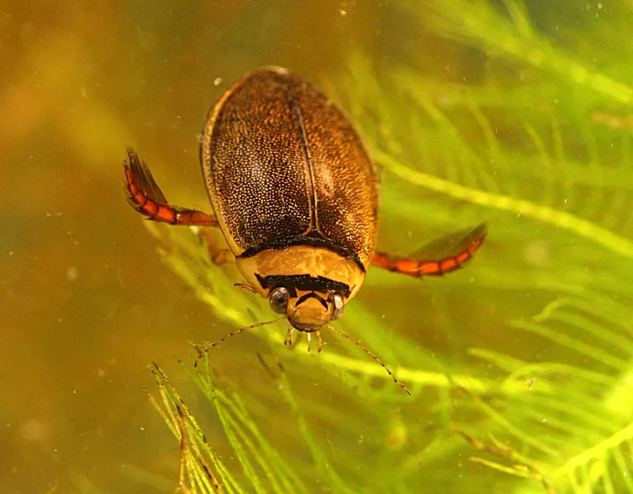The Graphoderus bilineatus card