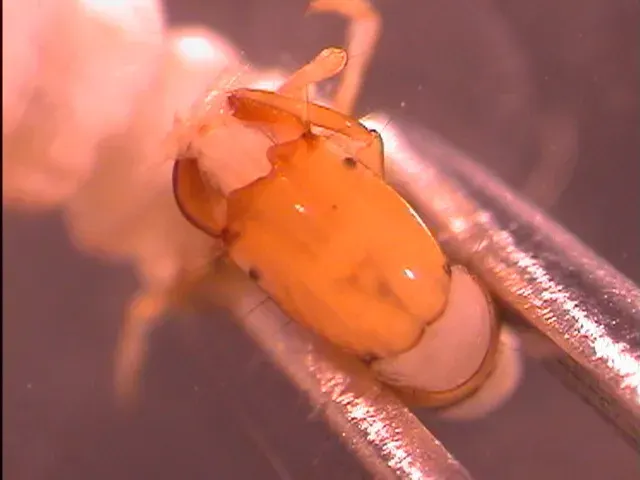 La carte Philopotamidae