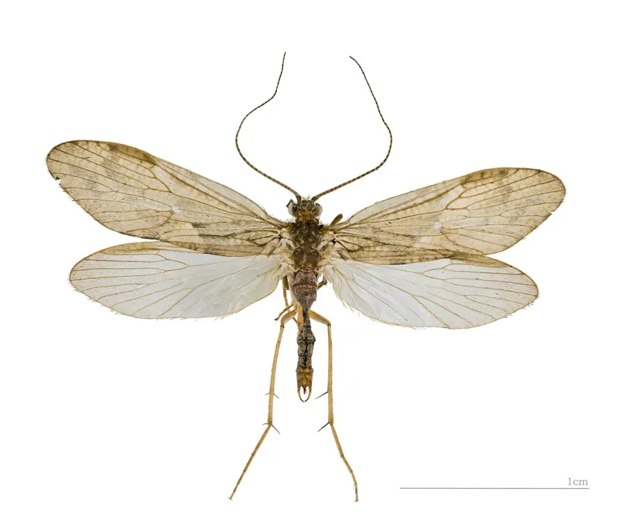 The Rhyacophilidae card