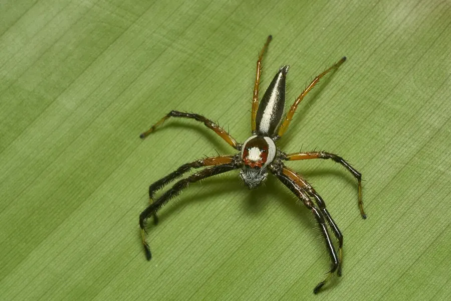 La carte Telamonia dimidiata